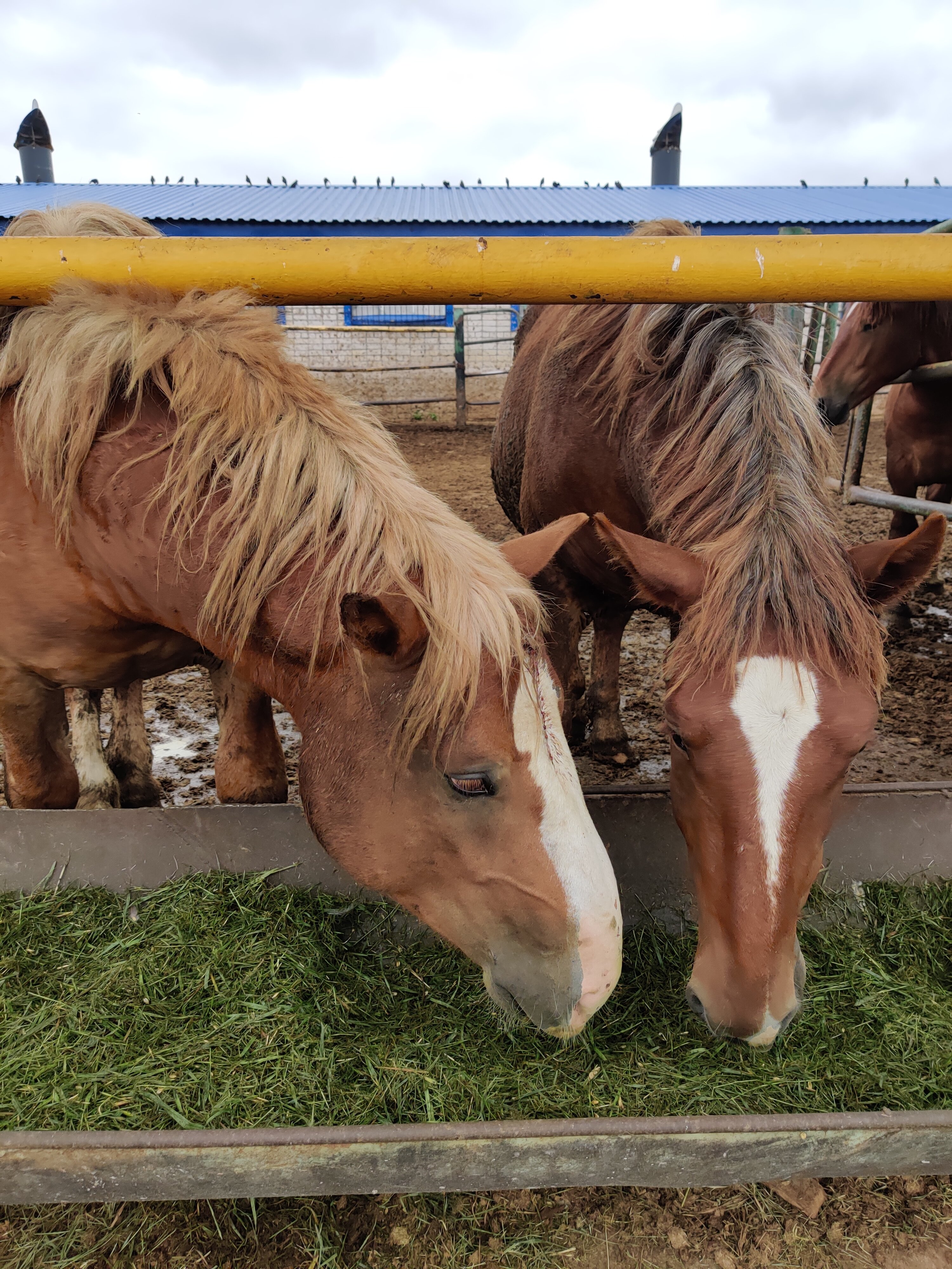 Фото Кумыска