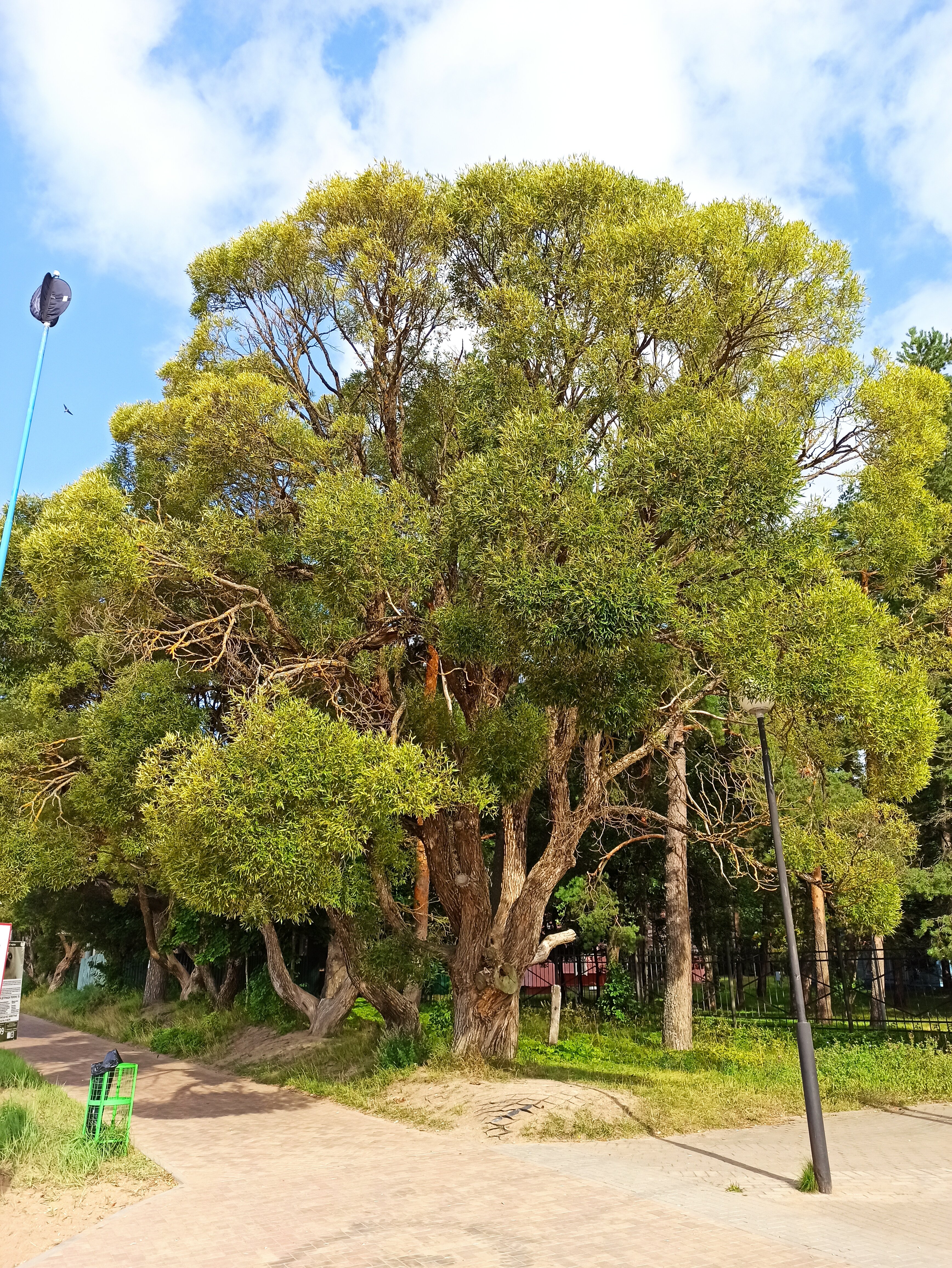 Фото Дача № 9