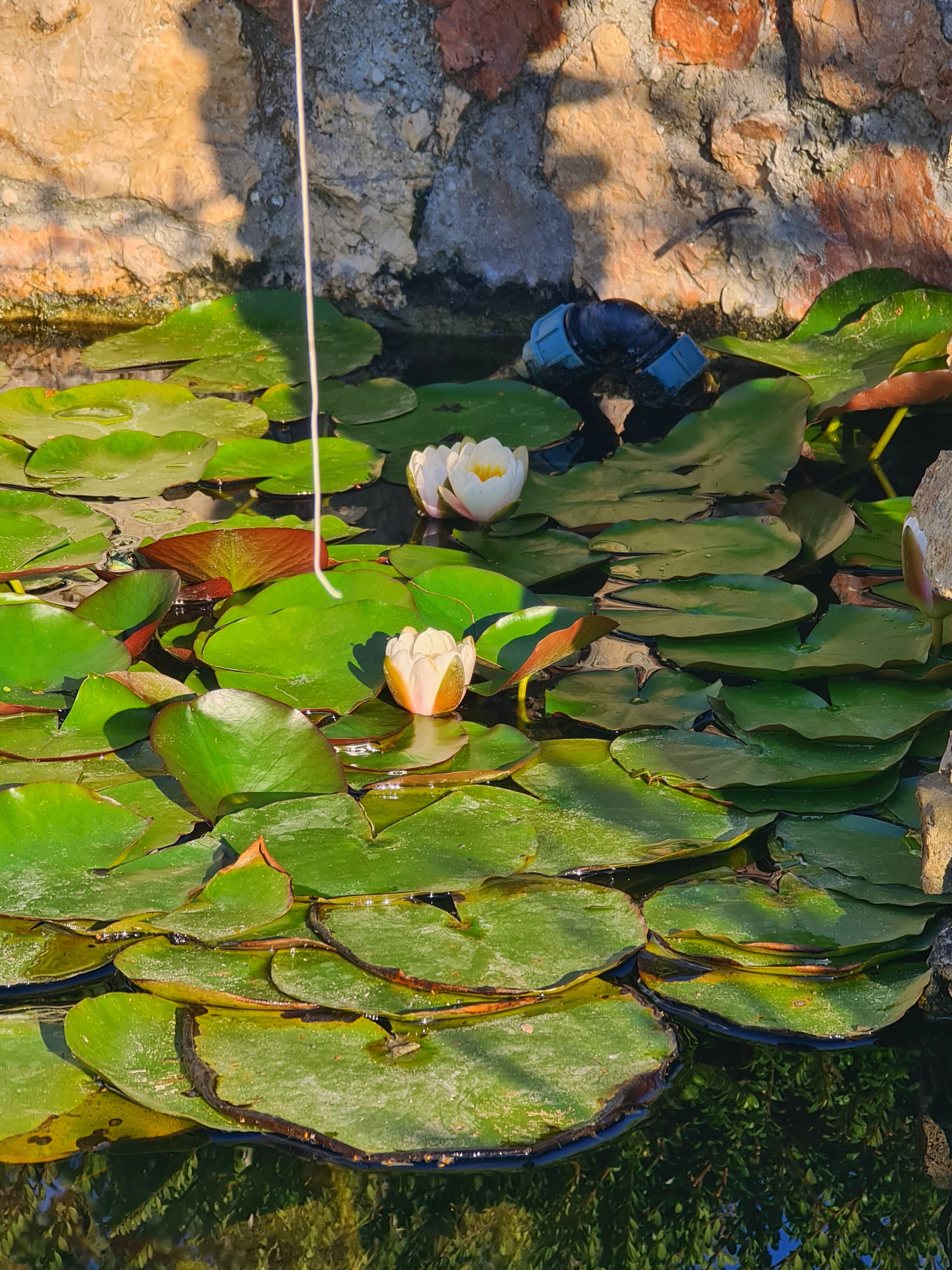 Фото Дионис