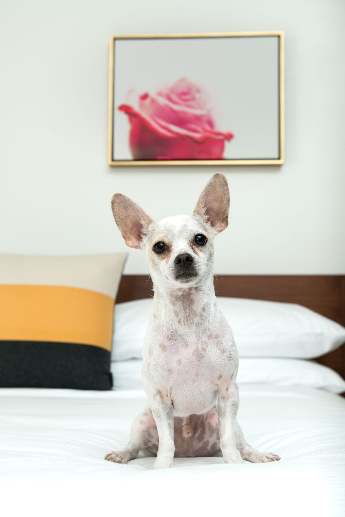 Фото The Hi-Lo, Autograph Collection