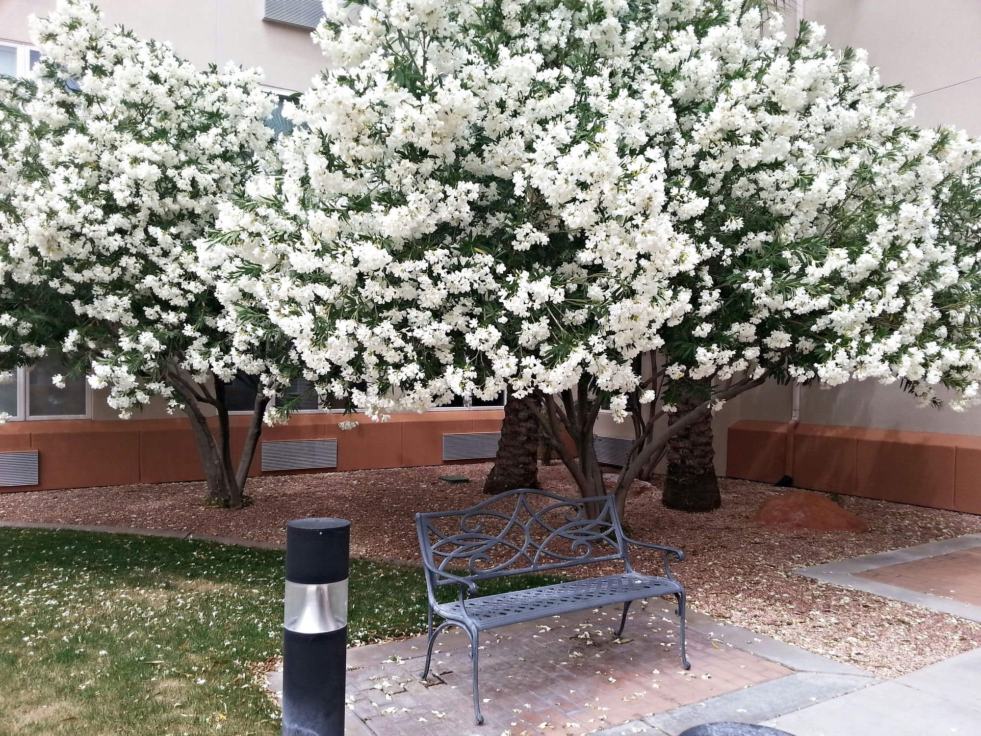 Фото Mojave Edge