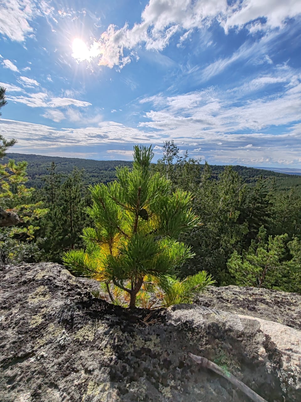 Фото Медная Сова