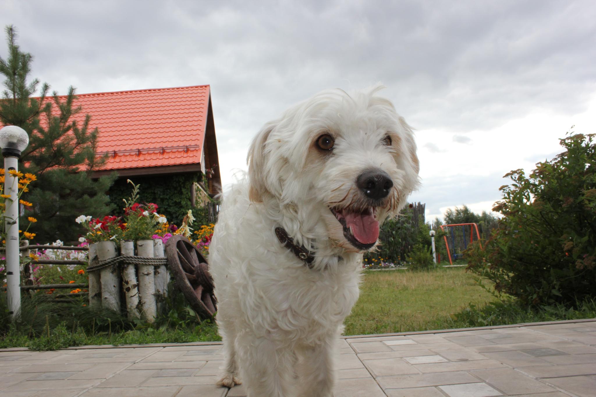 Фото Подсолнух