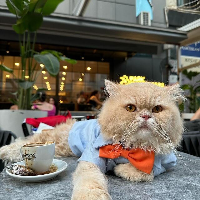 Cafe Coffee № 8 House, Ankara, photo