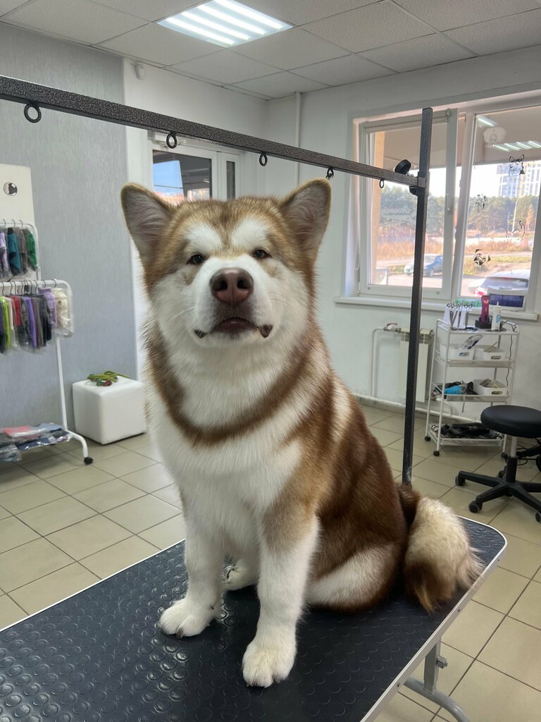 Pet salon Ваш грумер, Kemerovo, photo