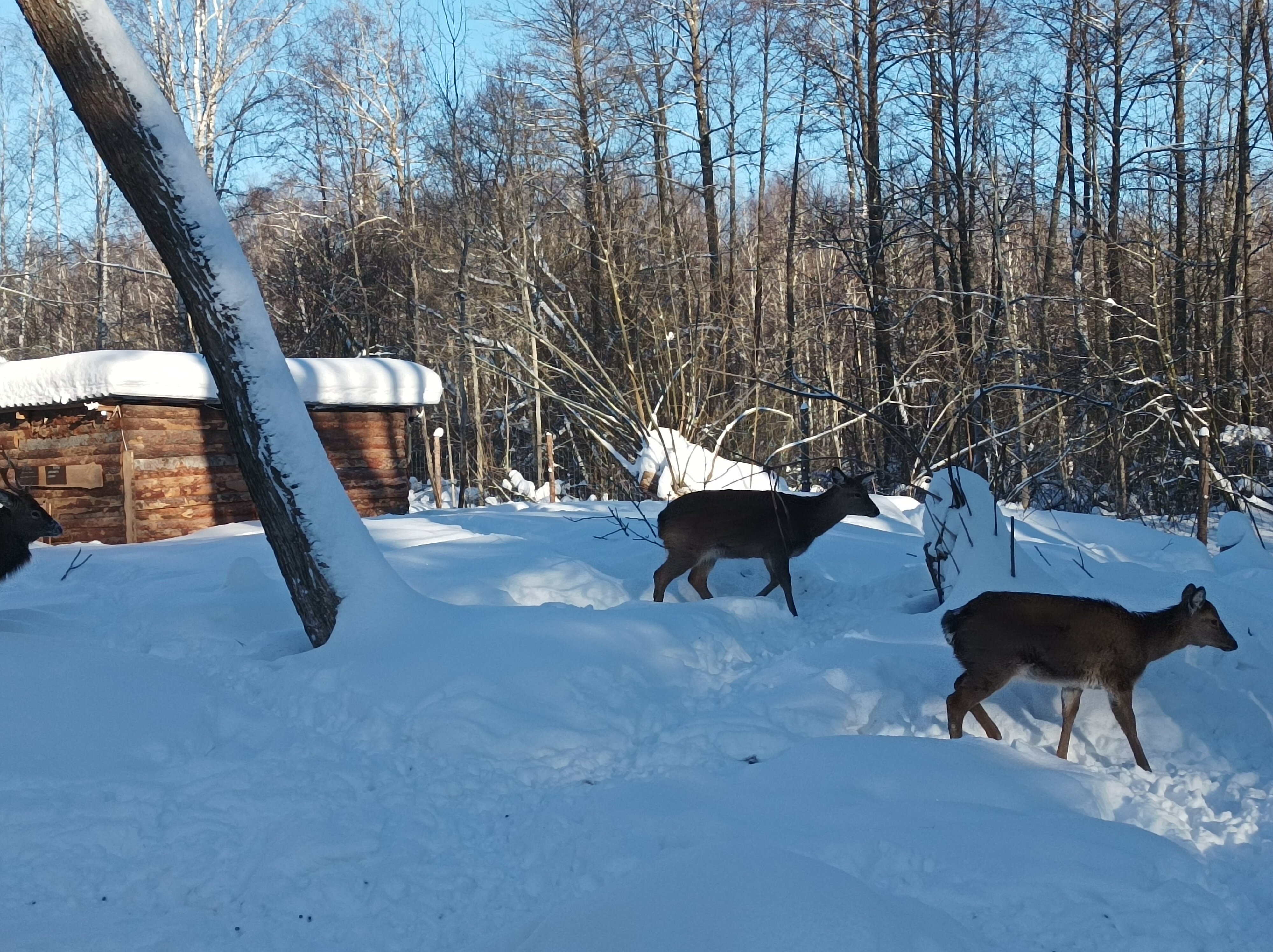 Фото Дикое подворье