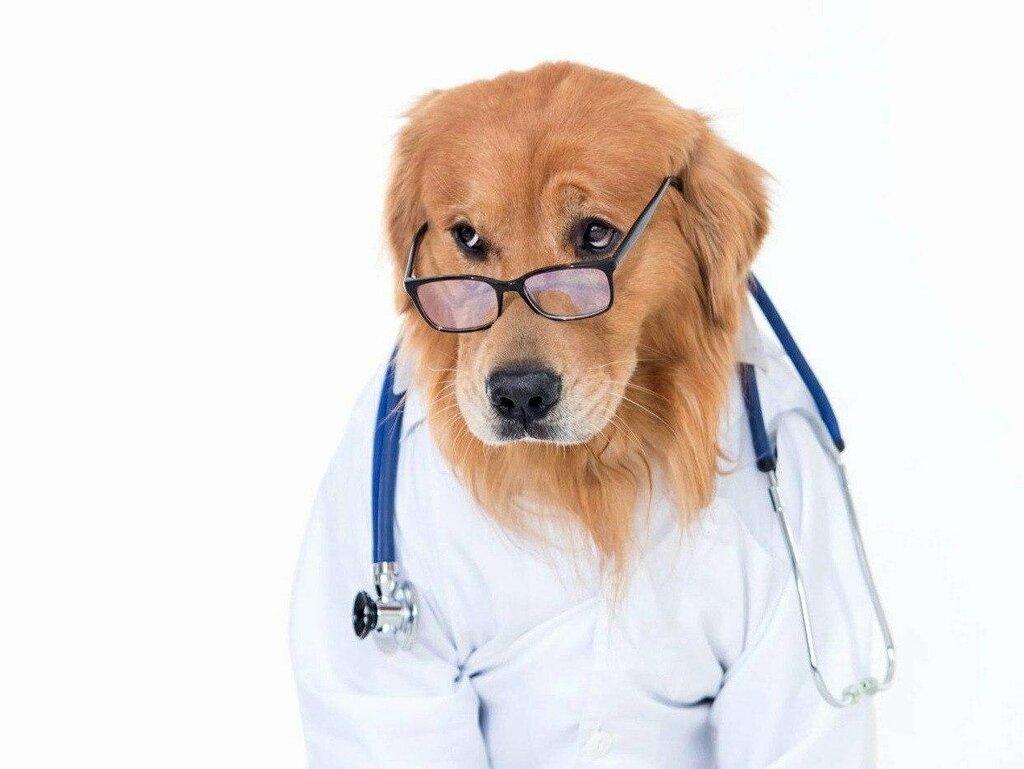 Cartoon Squirrel Doctor - Cartoon Squirrel Doctor with Medical Tools - CleanPNG 
