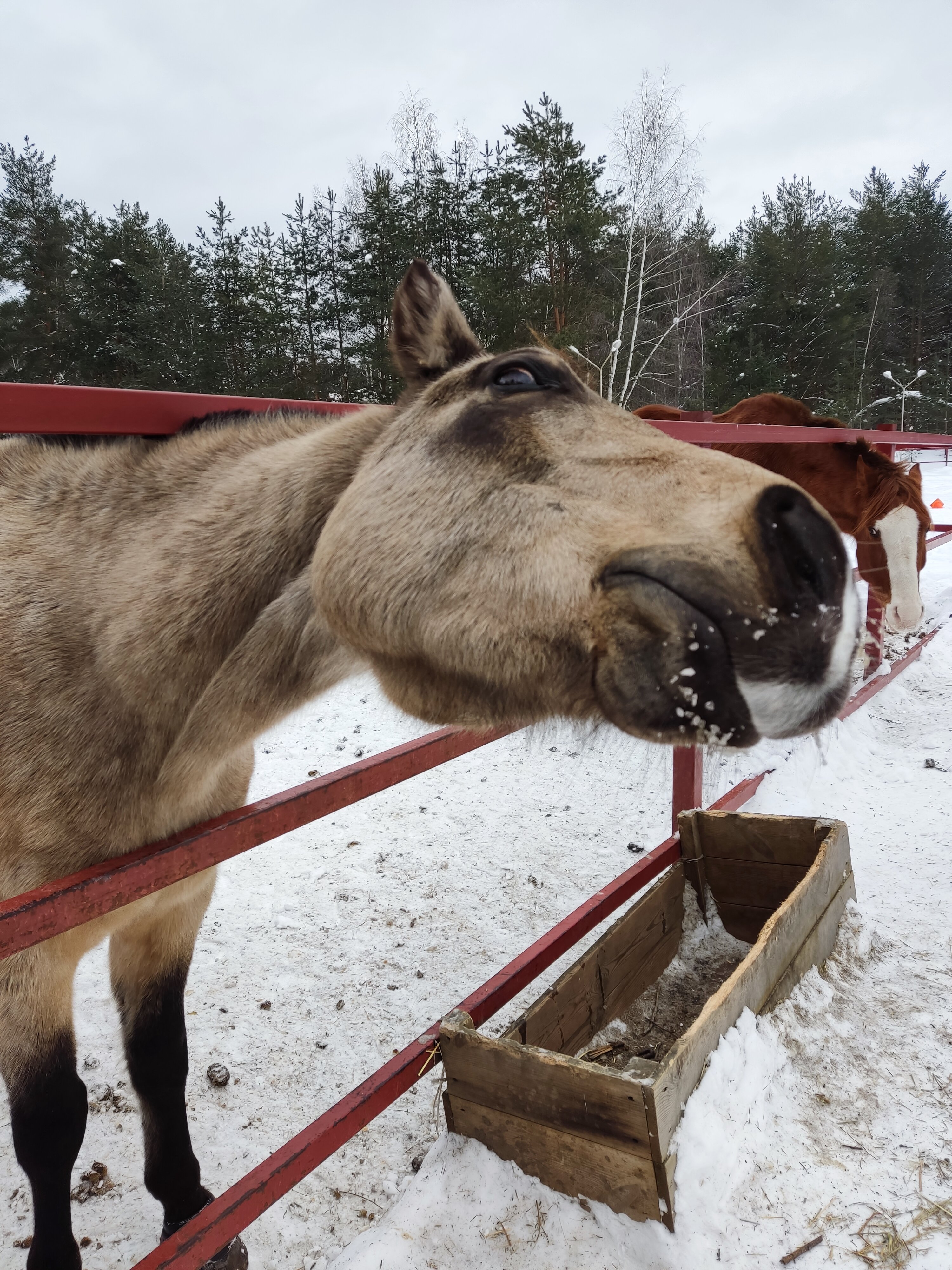 Фото Сосновый Бор