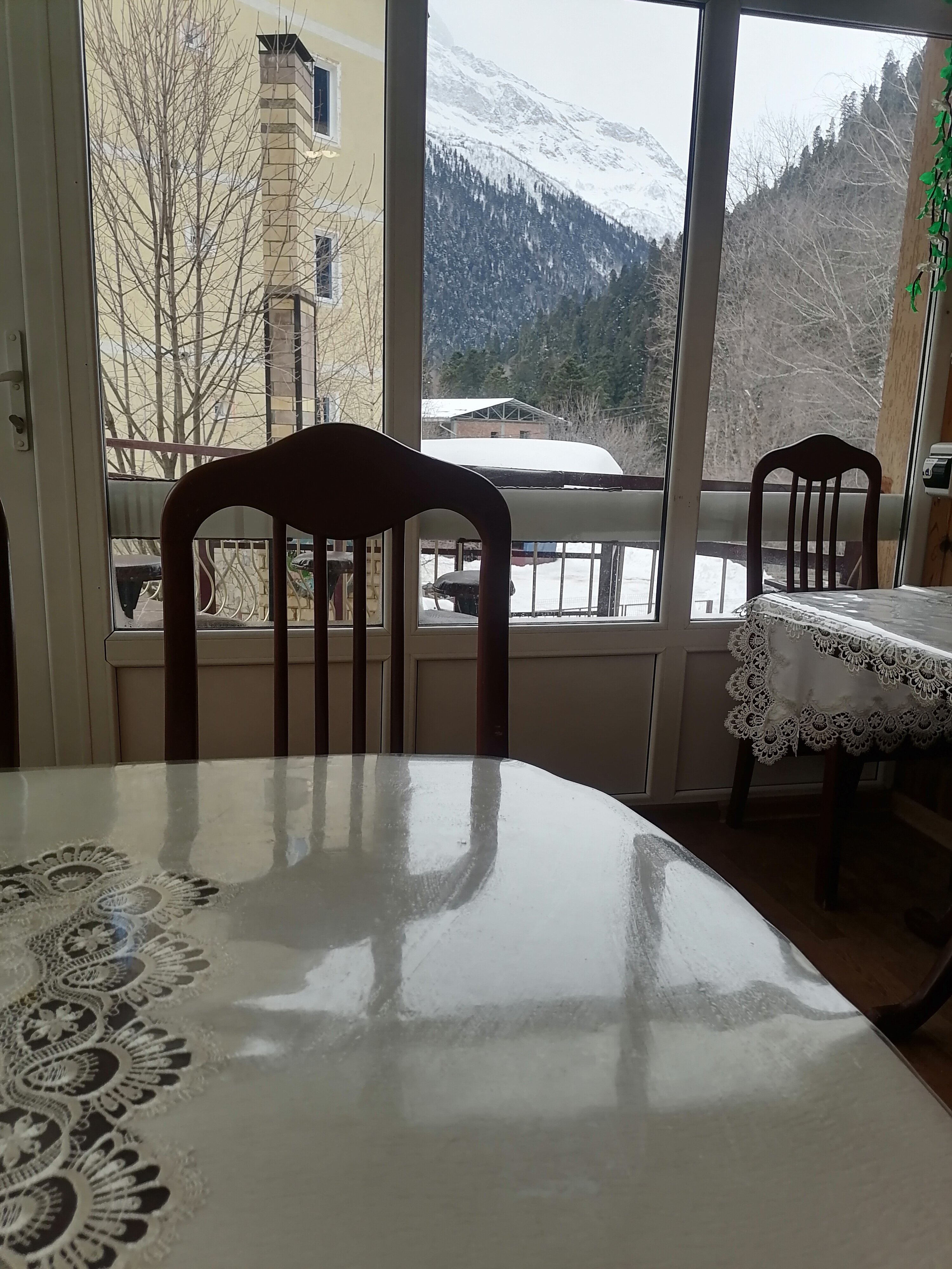 Фото Старый Клён