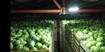Ссспк Лук-агро (derevnya Staryye Toysi, Sovetskaya ulitsa, 35), vegetables and fruit wholesale