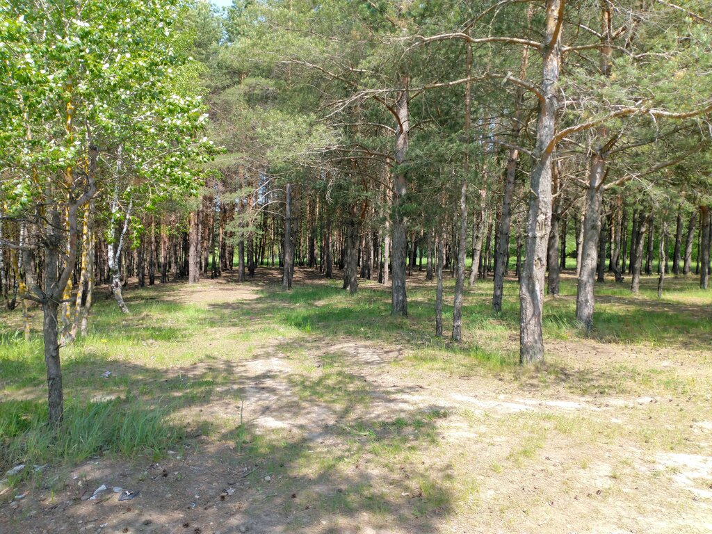 Place for picnic Place for picnic, Tula, photo