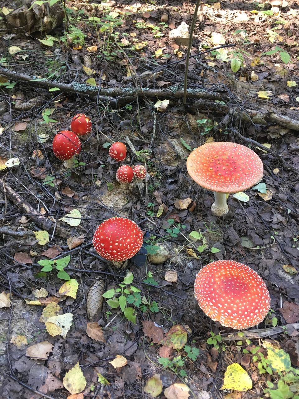 Фото Fraubu. camp