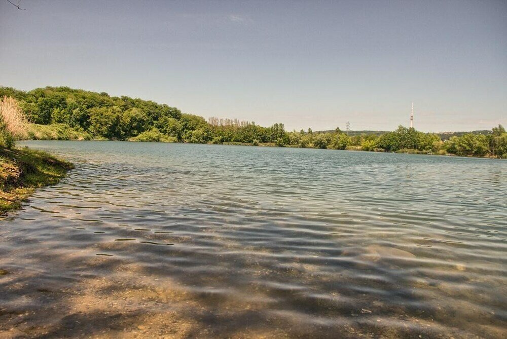 Фото Dresdner-Tag Rosenherz