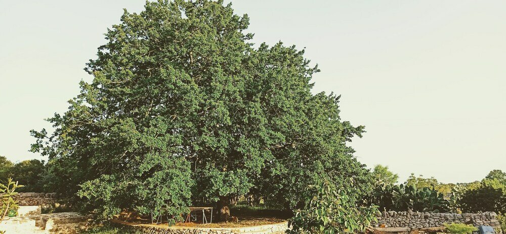 Фото Masseria LoJazzo