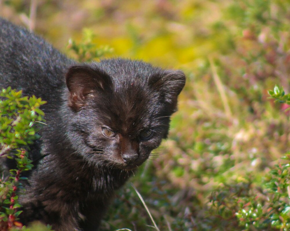 Фото Hotel Parque Tepuhueico