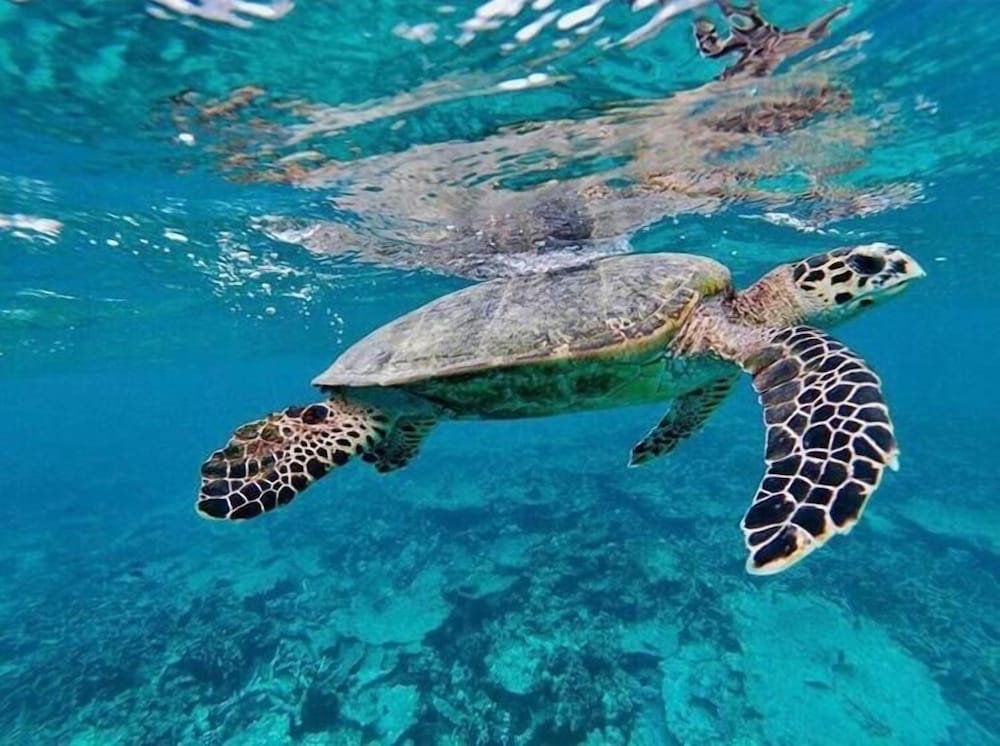 Фото Islandbreak