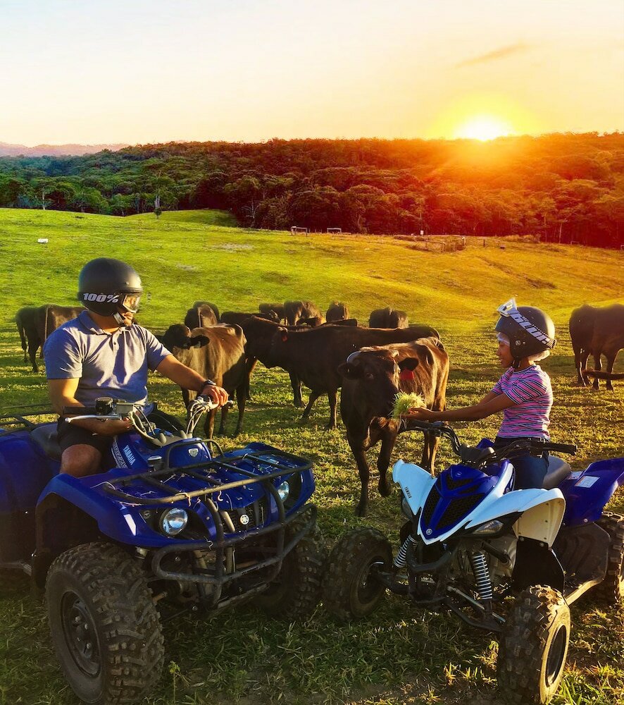 Фото Kur Cow farm