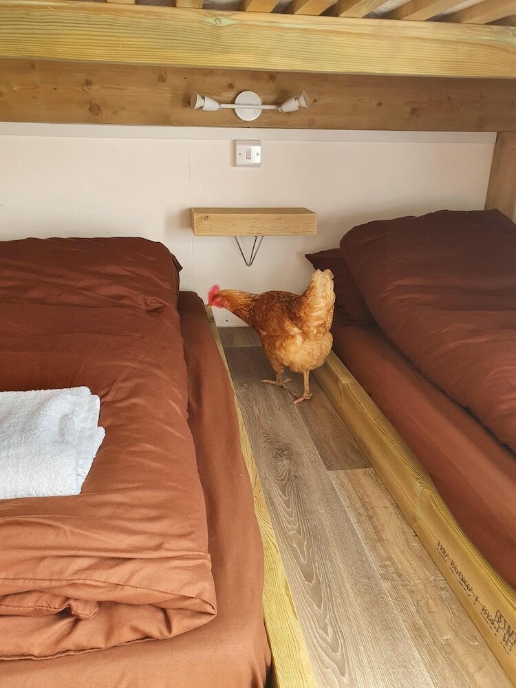 Фото Dartmoor Reach Alpaca Farm