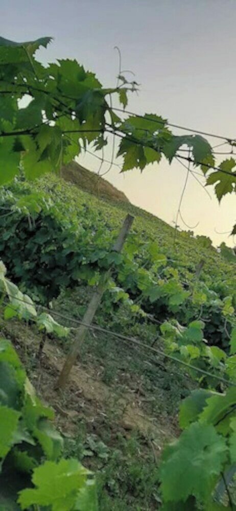 Фото Ponte Calatrasi Agriturismo