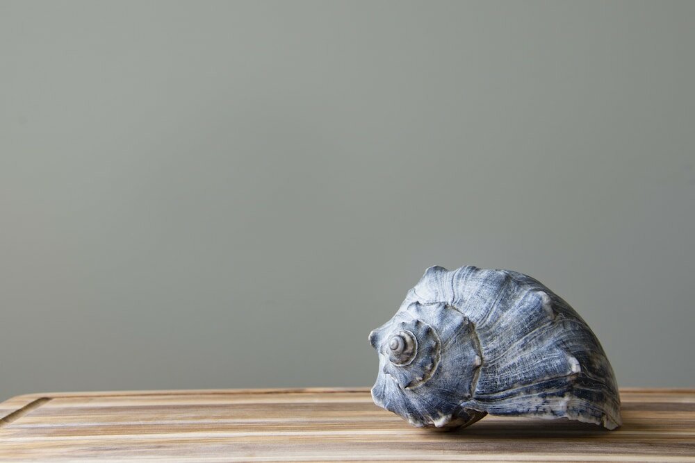 Фото Princess Royale Oceanfront Resort