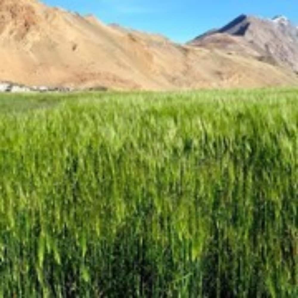 Фото Tih Tsomoriri Hotel Lake View