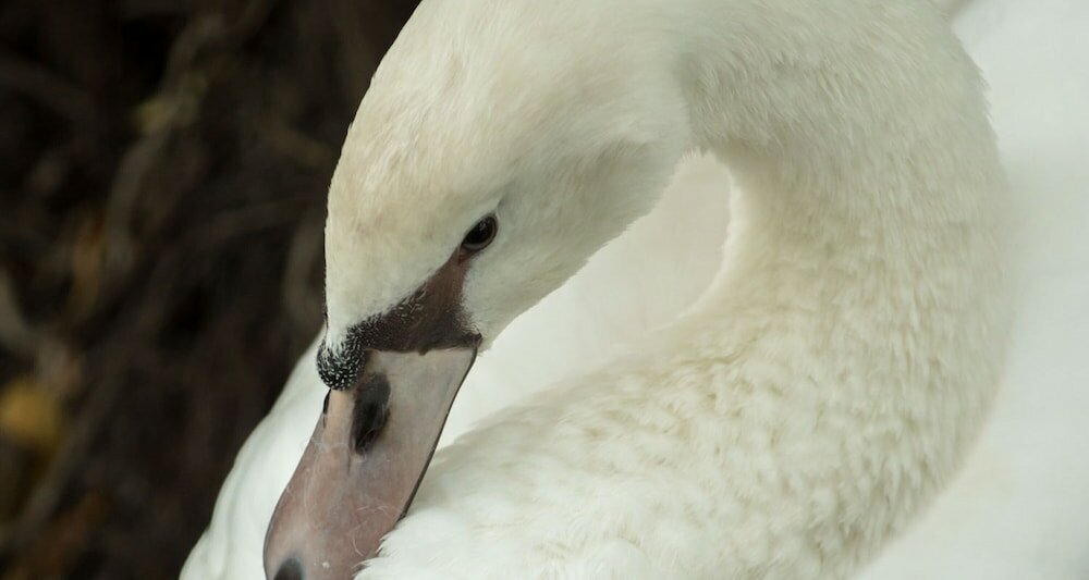 Фото Resort Huangchui Baan Phu Khao