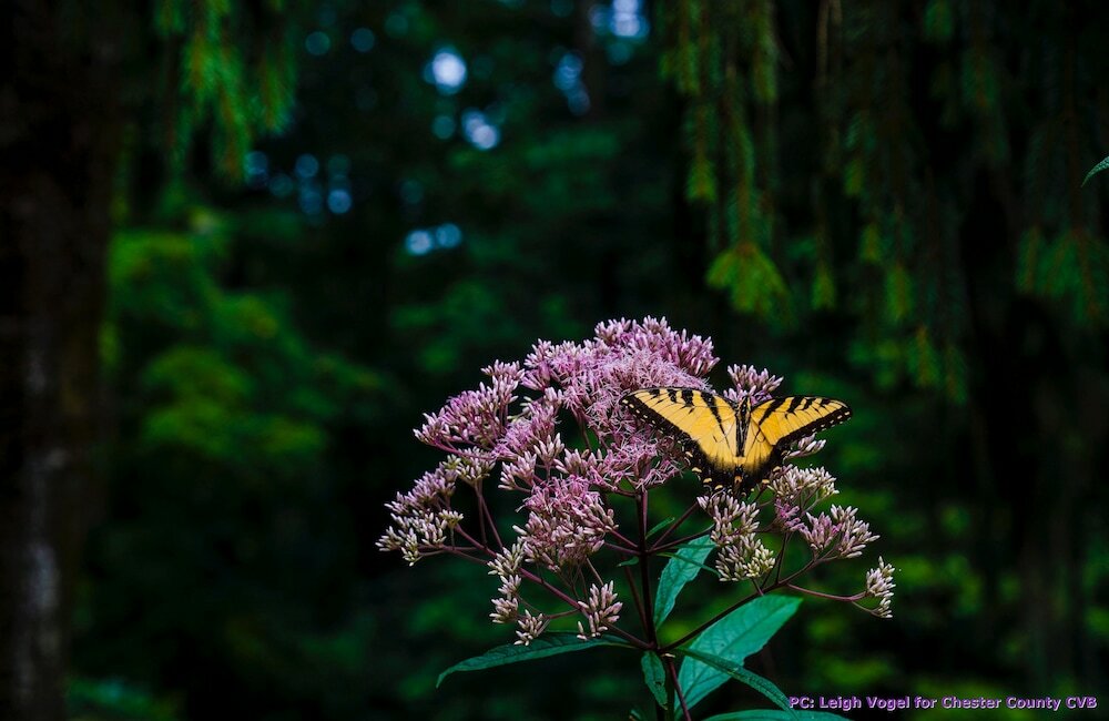 Фото Wild Wisteria