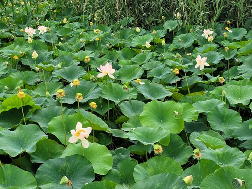 Дәретханада мысық сиып жатыр.