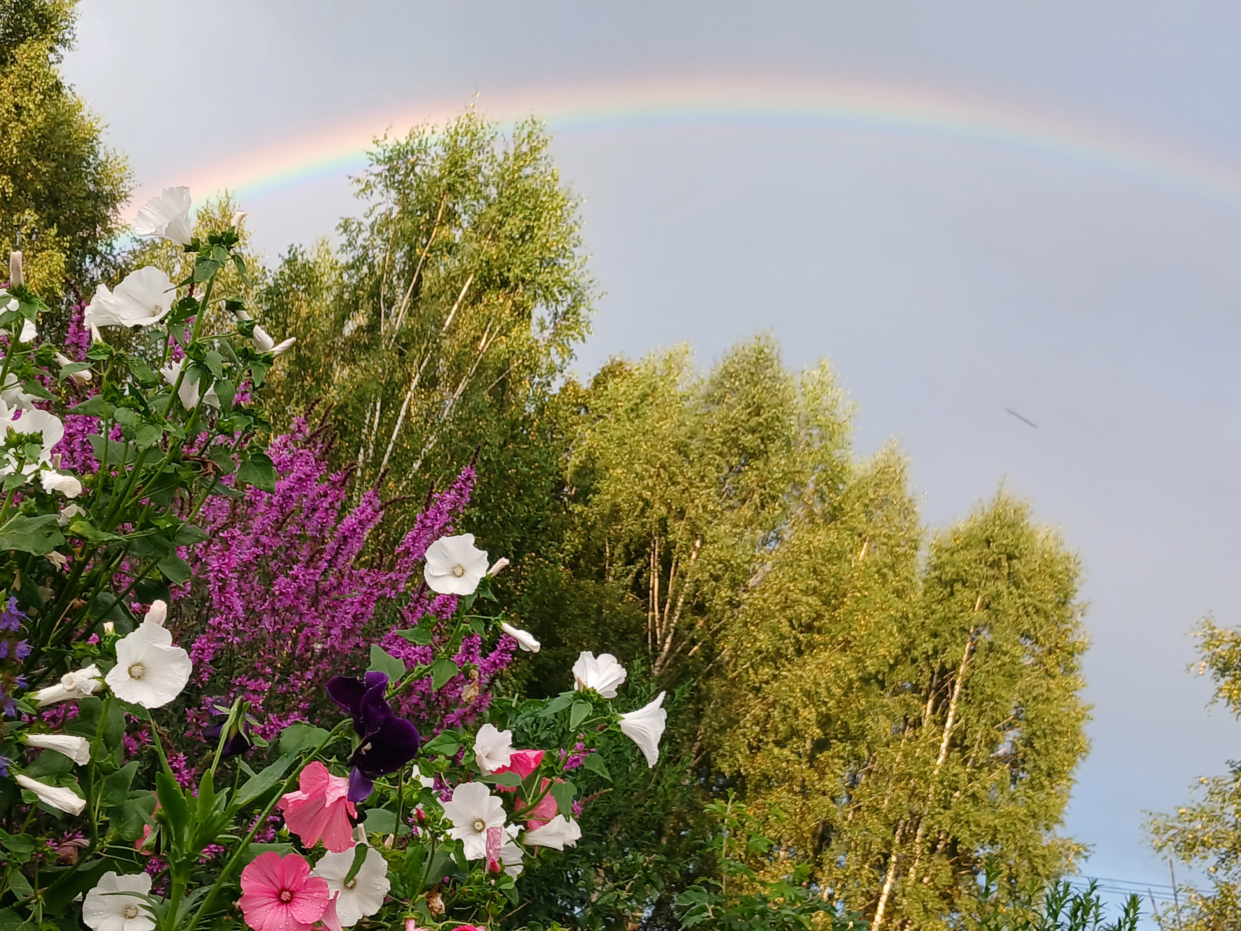 Фото Кедросад