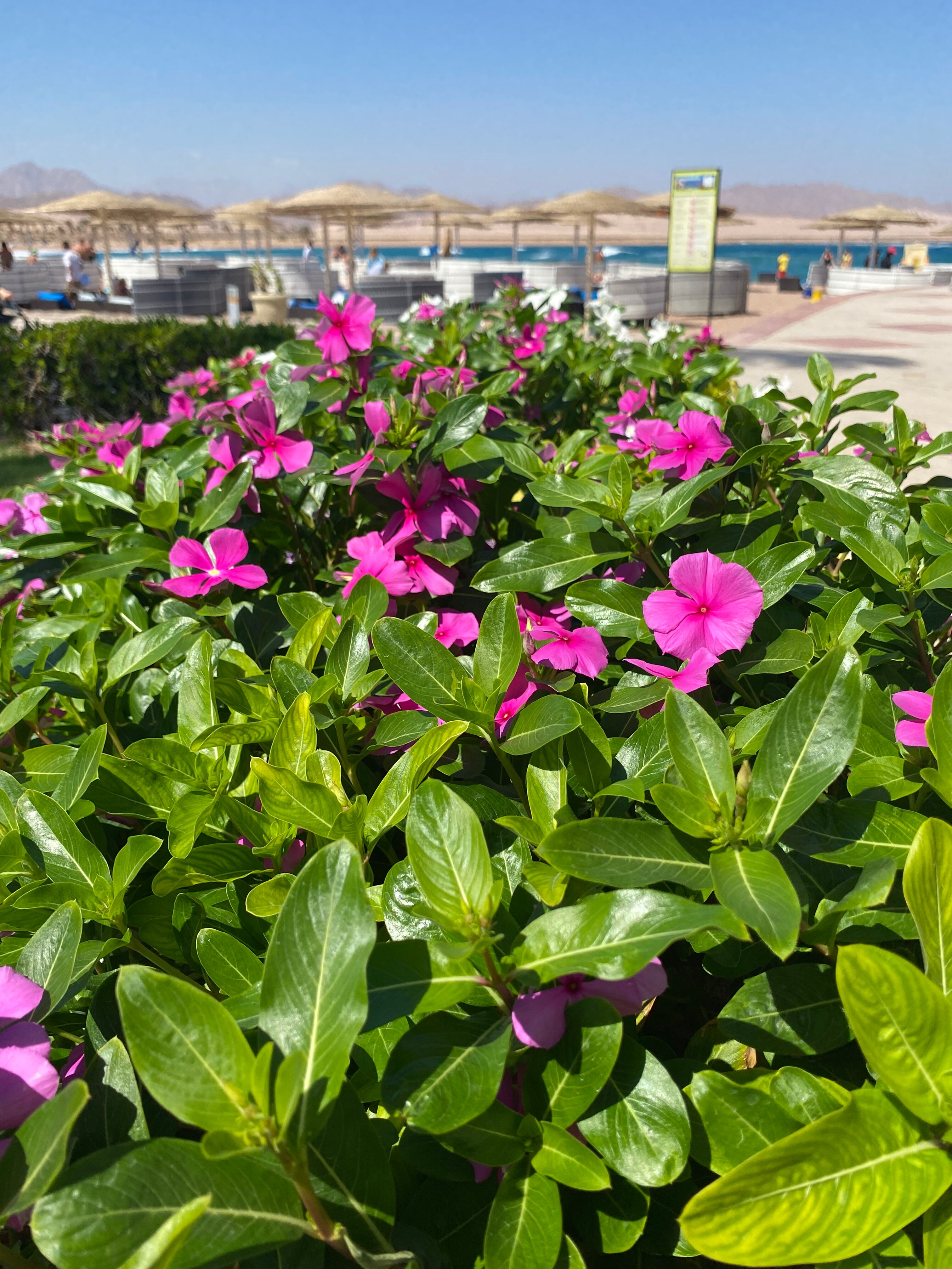 Фото Barceló Tiran Sharm