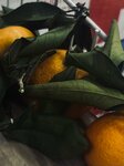 Avokado (selo Bolshoye Davydovo, Urozhaynaya ulitsa, 85), grocery