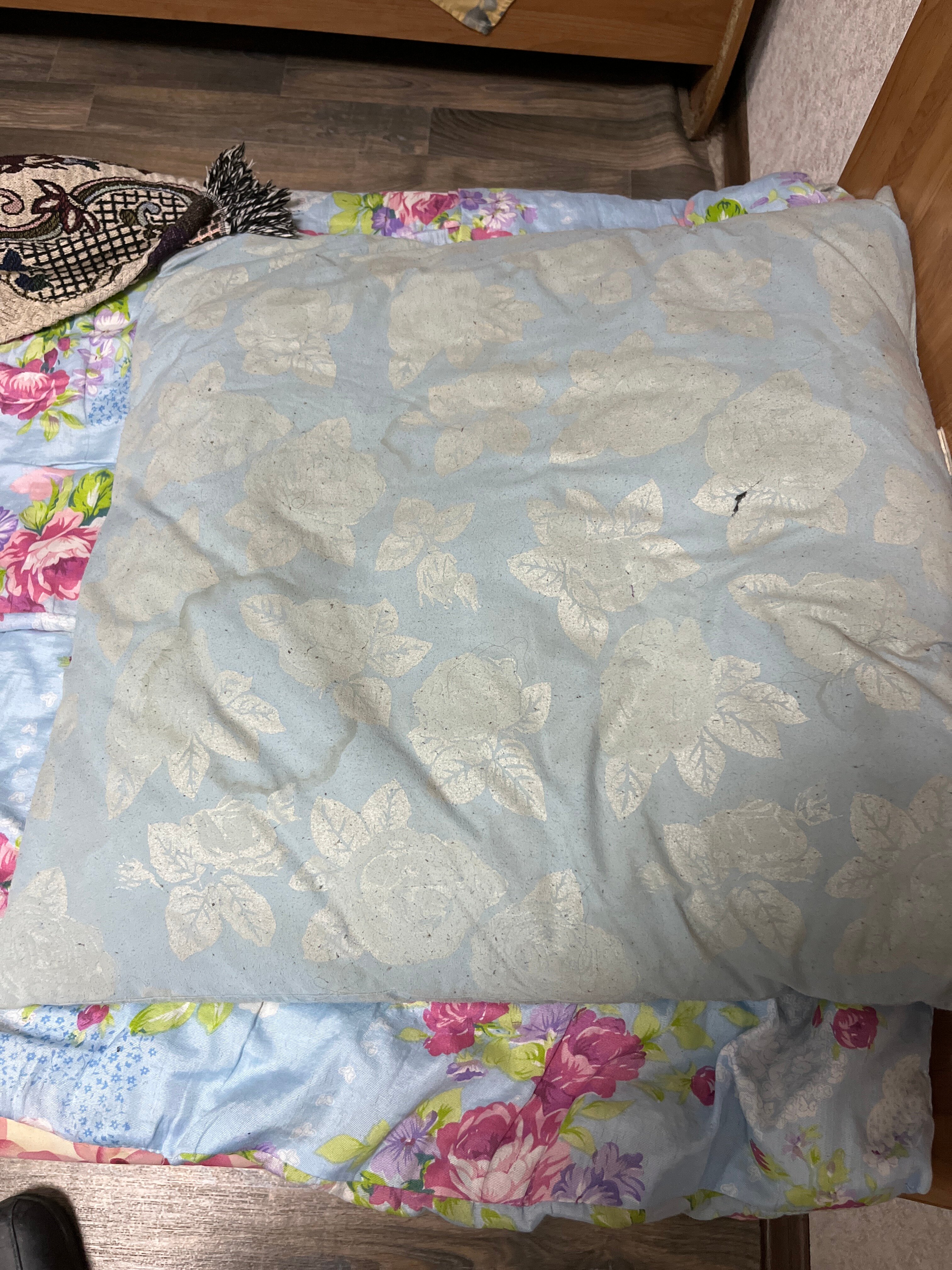 Фото Золотая рыбка