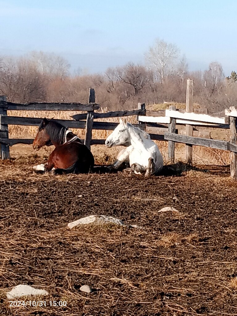 Horse riding Detsky konno-sportivny klub Zolotoy mustang, Irkutsk, photo