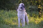Kangal (derevnya Repishche, 29), vivero de animales