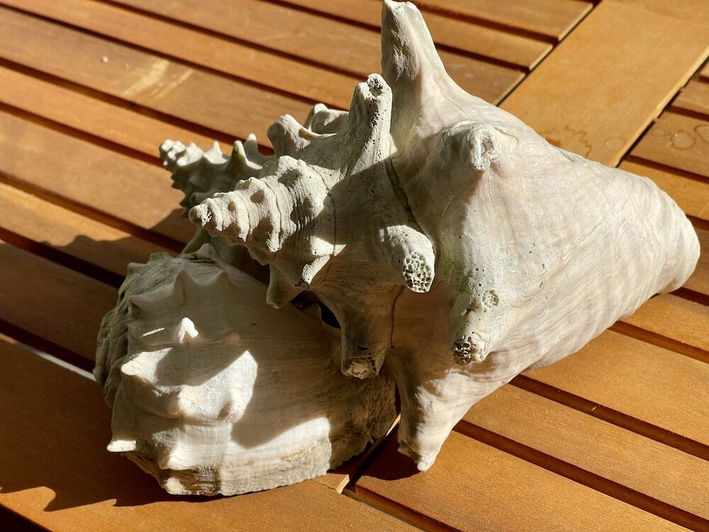 Фото The Cove - Condo Hotel - Perfect Location