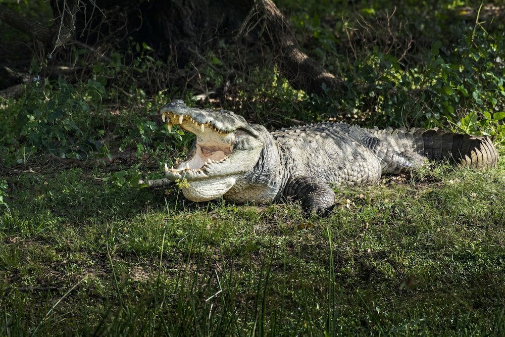 Фото Funky Leopard Safari Lodge Bordering Yala National Park - Hostel