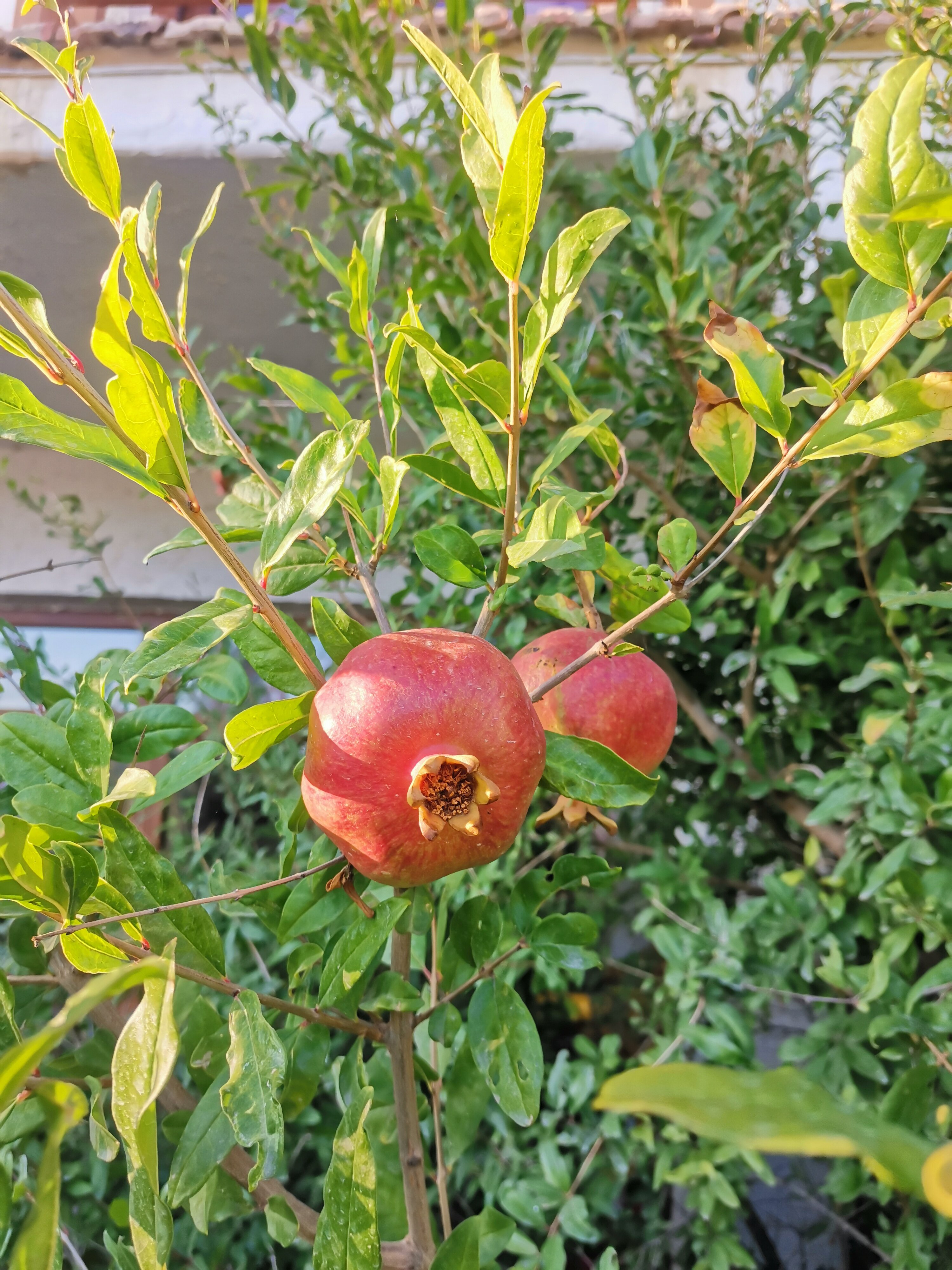 Фото Южный берег Сервет