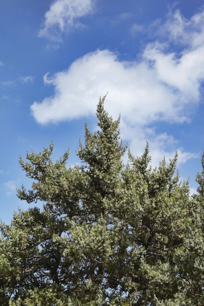 Фото Kedros Villas