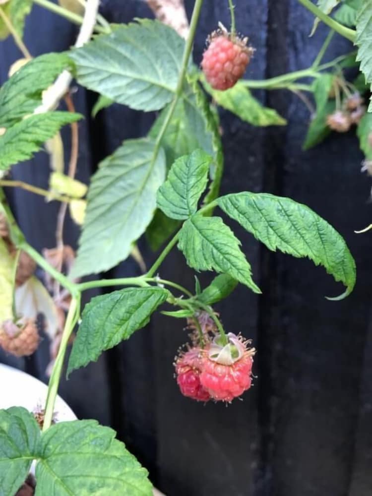 Фото Grund Cabin