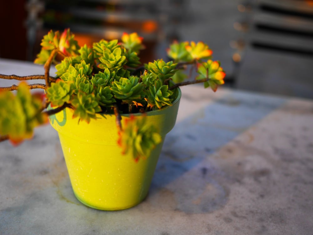 Фото Eos Authentic Experience