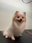 Зоосалон (Kuusinen Street, 19к3), salón de mascota, peluquería de animales