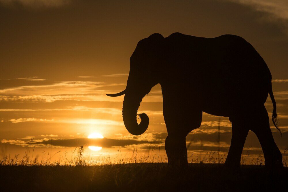 Фото Shamwari Explorer Camp