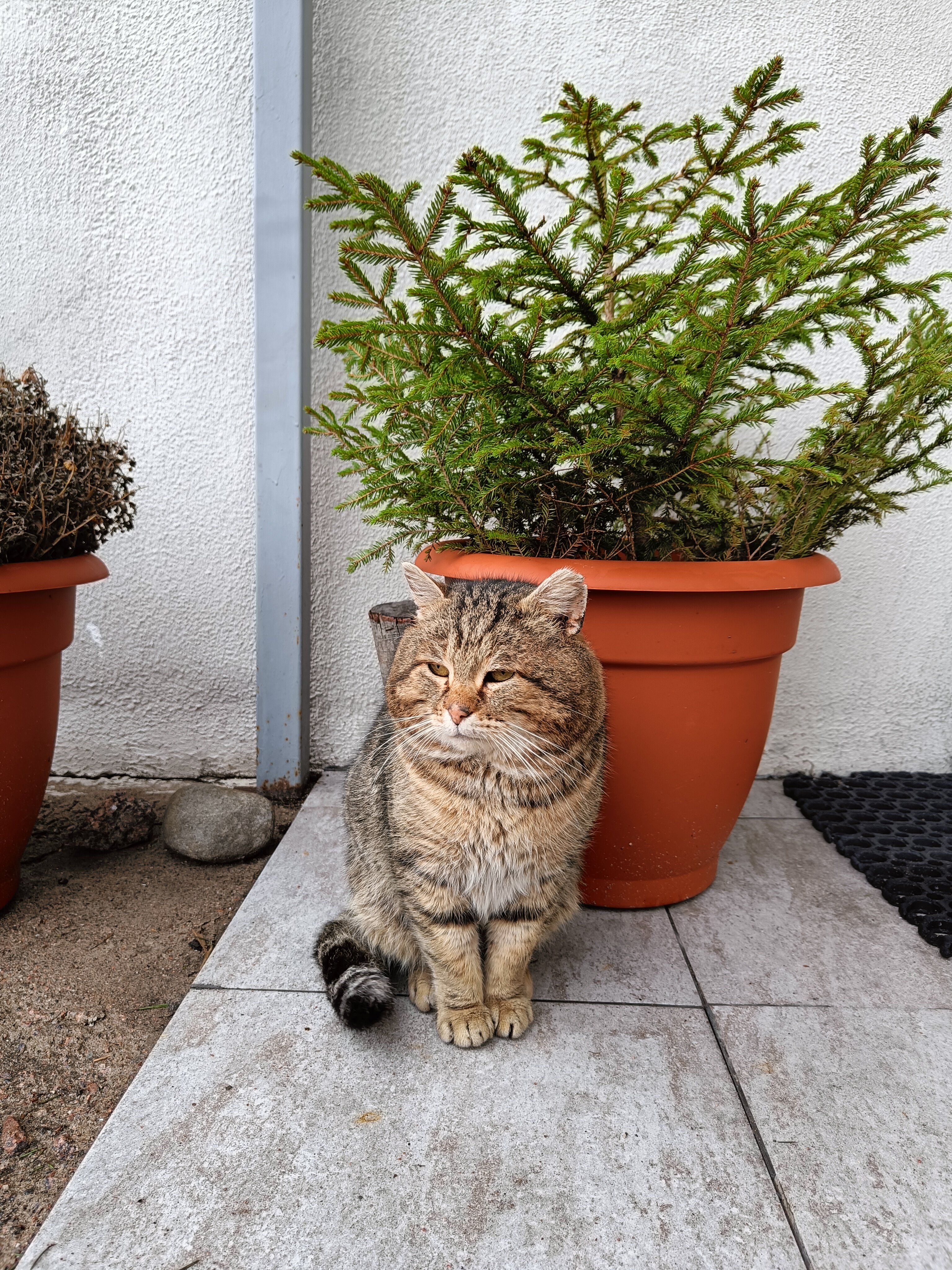 Фото Нордик