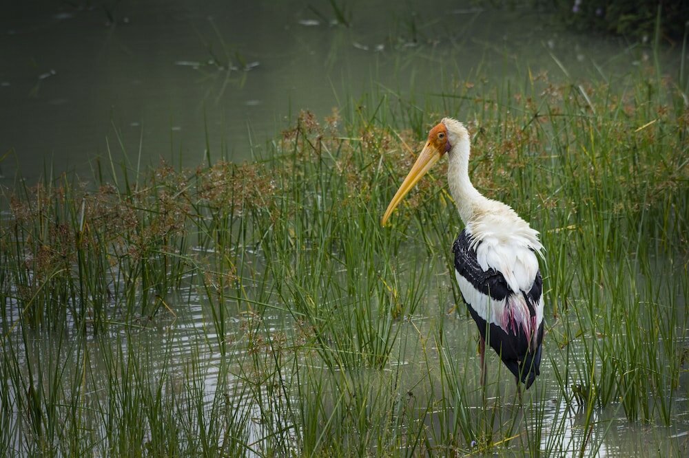 Фото Big Game Yala by Eco Team