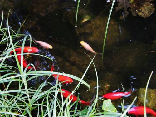 Фото Aranyhal Apartman