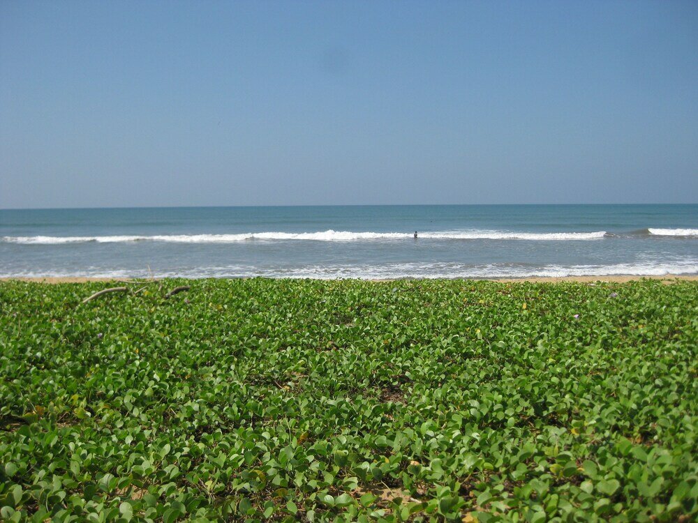 Фото Capital O 132 Blue Spring Hotel