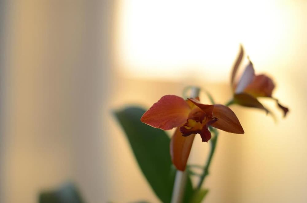 Фото Grand Crucero Iguazu Hotel