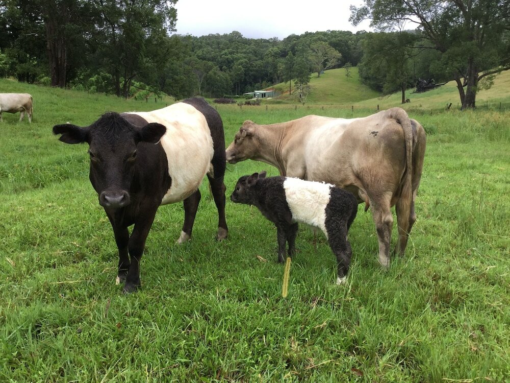 Фото The Croft Bed and Breakfast