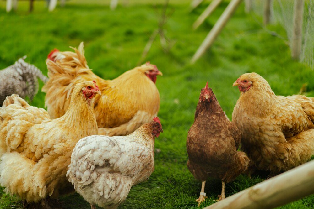 Фото Luxurious Farm House Á Snætu Unique