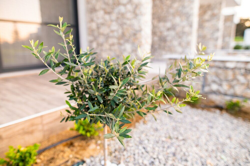 Фото Pebble Garden Olive Branch-Magnolia